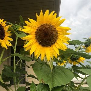 Meet your Posher, Chandra